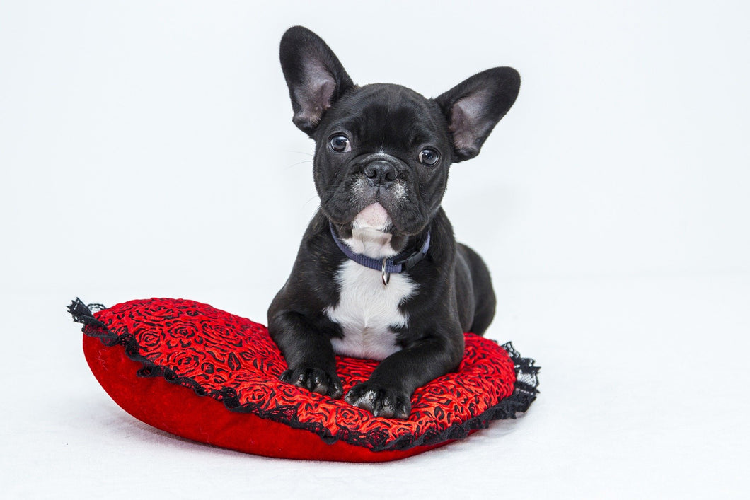 Dog cushion