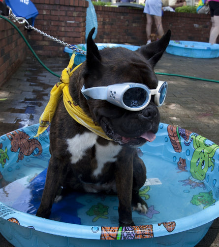 Dog goggles